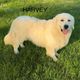 Harvey