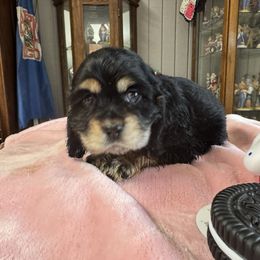 Girl 2 - Brown female Cocker Spaniel puppy in Phil Campbell, Alabama from Sandra Clark's Cocker Spaniels