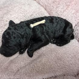 Poodle Puppies from Risa Poodles