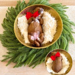 SCARY SPICE - SPICE GIRLS LITTER - Red  female Goldendoodle puppy in Bell Buckle, Tennessee from Precious Puptown Doodles