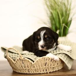 Crumb - male Australian Mountain Doodle puppy in Spanish Fork, Utah from Little Puppy Co.