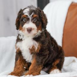Logan (chocolate tricolor) - Chocolate merle male Bernedoodle puppy in Dundee, Ohio from Down Home Doodle