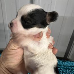 Violet Rose - Parti female Maltipoo puppy in Lawrenceburg, Tennessee from LUV Poodles and Maltipoos