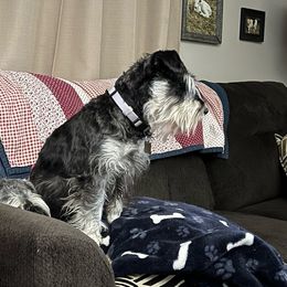 Dolly Jo - Miniature Schnauzer