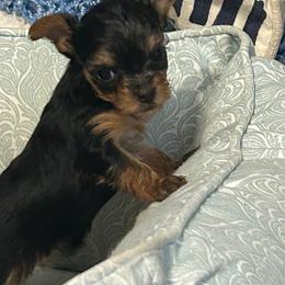 Brooke - Blue and gold female Yorkshire Terrier puppy in Hot Springs, Arkansas from Weslynn Kennels