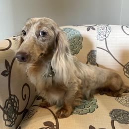Cash - Dachshund