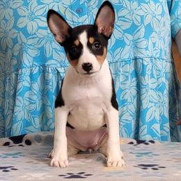 Girl 5 - female Basenji puppy in Austell, Georgia from Sherwood Basenjis