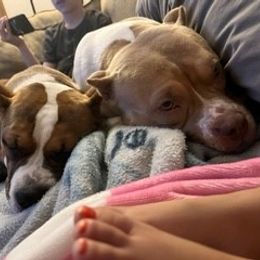 American Bully Puppies from Shooting Star Bullies