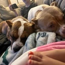 American Bully Puppies from Shooting Star Bullies