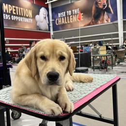 Golden Retriever puppies from Chrysanthos Golden Retrievers