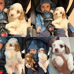 Boy 2 - Red and white male Cockapoo puppy in Birdsboro, Pennsylvania from Cooper Family Cockapoos