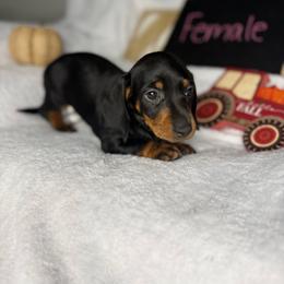 Girl 1 - Black and tan female Dachshund puppy in Stilwell, Oklahoma from Stilwell’s Dachshunds