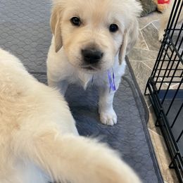 Golden Retriever Puppies from Retrieving Goldens