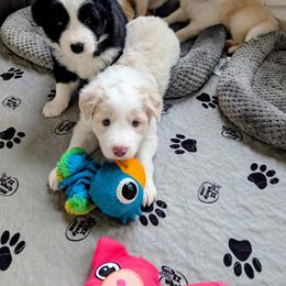 Border Collie Puppies from Double4farms