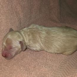 Cruz - Cream male Goldendoodle puppy in Vinton, Iowa from Doodles to Love
