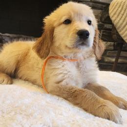 Orange boy golden Retriever - Golden male Golden Retriever puppy in Howell, Michigan from Robbin's Treasures