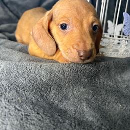 Pippin - Red male Dachshund puppy in Richwood, West Virginia from Wild and Wonderful Wieners