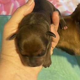 Carmelo - Red male Staffordshire Bull Terrier puppy in Monroe, Georgia from Irresistibull Staffords