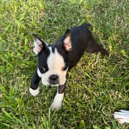 LeBron - Black and white male Boston Terrier puppy in Belleville, Missouri from Belleville Bostons