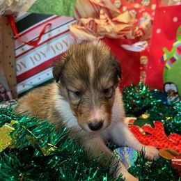 Dasher - Sable and white male Collie puppy in Carencro, Louisiana from Cajun Bayou's Collies LLC