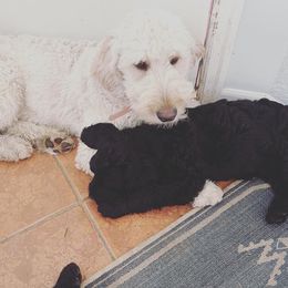 Goldendoodle Puppies from Robinson Doodles