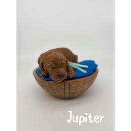 Jupiter - Red  female Goldendoodle puppy in Smithfield, Kentucky from KBK9 Kennels