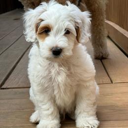 Frosty - Parti male Goldendoodle puppy in Florence, South Carolina from Candy Doodles
