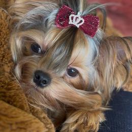 JuJu - Yorkshire Terrier