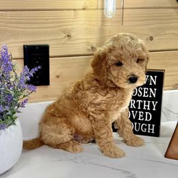 Goldendoodle Puppies from Jeremy Dafoe