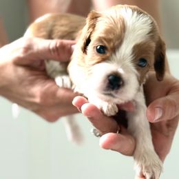 Girl 1 - female Cavapoo puppy in Greenville, South Carolina from Reedy River Doodles