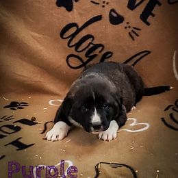 Anatolian Shepherd Dog and Australian Cattle Dog Puppies from 4D Cattle Dogs