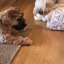 Soft Coated Wheaten Terrier Puppies from Exeter Soft Coated Wheaten Terriers