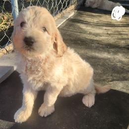 Peral (White collar) - Cream female Companion Cross puppy in Richmond, Missouri from Natalie's Happy Fur Paw's