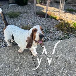 Sunny - Basset Hound