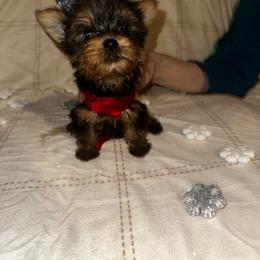 Tiny - Black and tan female Yorkshire Terrier puppy in Orlando, Florida from Teacup Yorkie Love
