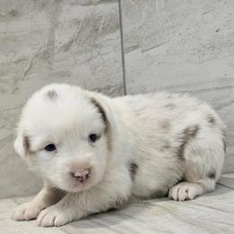 F1 - Red merle female Australian Shepherd puppy in Arbela, Missouri from County Line Aussies
