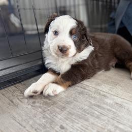 Champ - Red tri-color male Australian Shepherd puppy in Niles, Michigan from Tara's Australian Shepherds