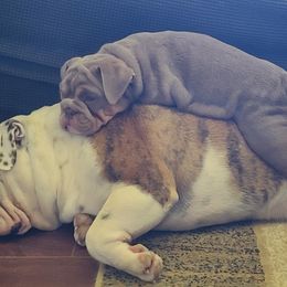 Bulldog Puppies from Pappy's Bullies