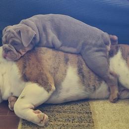 Bulldog Puppies from Pappy's Bullies