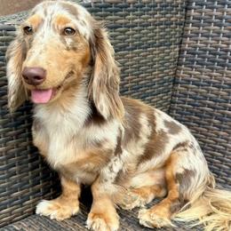 Spec - Dachshund