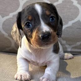 Bolt - Dapple male Dachshund puppy in Joshua Tree, California from Desert Dreams Ranch