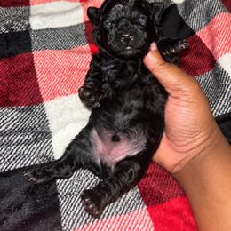 Tigger - Black male Yorkipoo puppy in Gastonia, North Carolina from Banks Dynasty Kennel