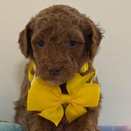Yellow collar boy - Red  male Goldendoodle puppy in Pawtucket, Rhode Island from Ds_minidoodles