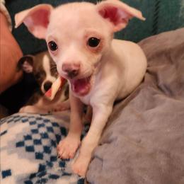 Amos price reduced - Cream male Chihuahua puppy in Greenfield, Ohio from Paradise Chihuahua Kennel