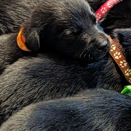 Yoshi, Orange Collar - Black male Labrador Retriever puppy in Commerce, Oklahoma from Standing Water Kennels
