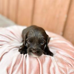 Rocco - Chocolate male Australian Labradoodle puppy in Wamego, Kansas from Doodles of Oz
