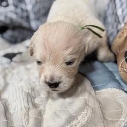 Green girl (tiny) - Light golden female Golden Retriever puppy in Tylertown, Mississippi from Southern Paws, LLC