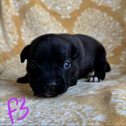 Sable female - Seal brown female American Pit Bull Terrier puppy in Nine Mile Falls, Washington from Bartin Kennels