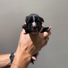 Yellow - Brindle male Boxer puppy in Jamesville, New York from Reynolds Homestead Boxers