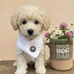 Kenny - Apricot male Poodle puppy in Chattanooga, Tennessee from Scenic City Doodles